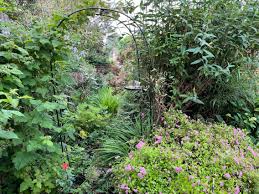 overgrown garden with vined archway